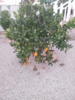 /album/fotogalerij/whatsapp-image-2018-12-24-at-13-45-17-jpeg/